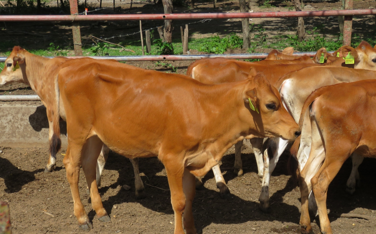 Dairy Cattle Breeds/Types in Jamaica Jamaica Dairy Development Board